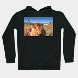 Highland Cow in the Field Hoodie